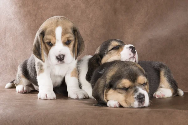 Tres perrito beagle sobre un fondo marrón —  Fotos de Stock