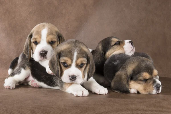 Quatro filhote de cachorro beagle em um fundo marrom — Fotografia de Stock