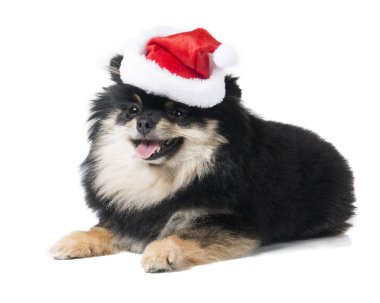 Alman Spitz beyaz bir arka plan üzerinde çan