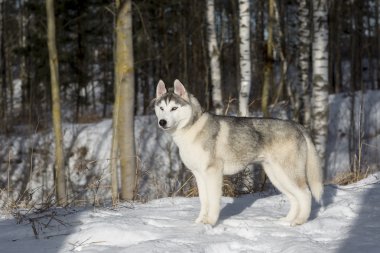 mavi gözlü Sibirya Husky yavrusu