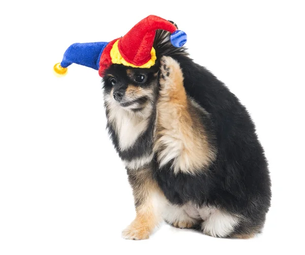 German Spitz in the bell on a white background — Stock Photo, Image