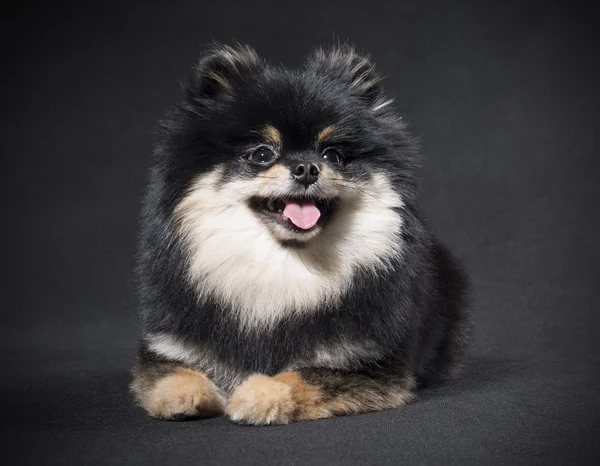 Alemão Spitz em um fundo preto — Fotografia de Stock