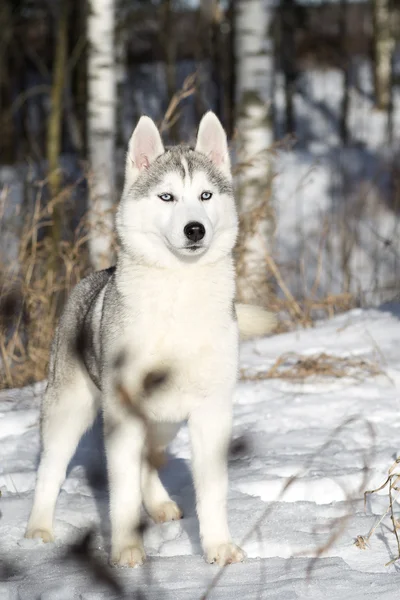 シベリアン ハスキー子犬の青い目 — ストック写真