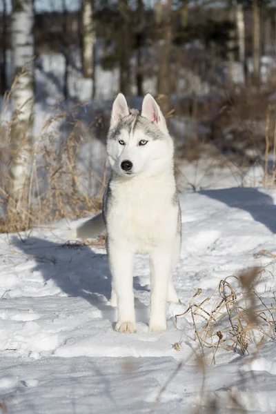 Blauwogige Siberische Husky puppy — Stockfoto