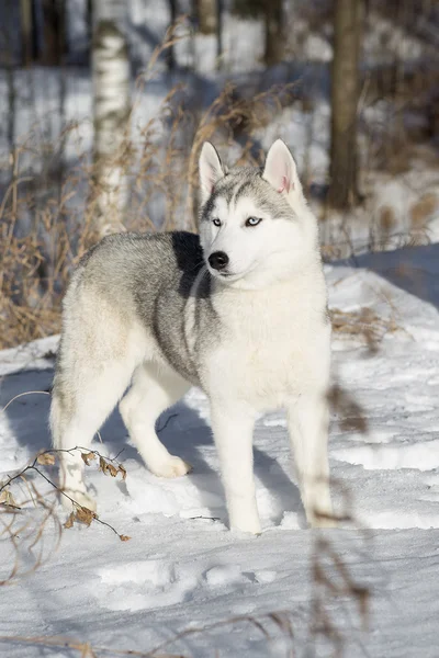 Blue-eyed Siberian Husky puppy — Stock Photo, Image