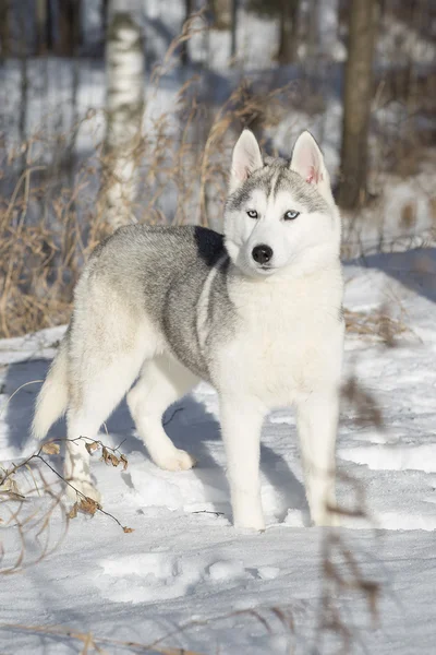 Kék szemű szibériai Husky kiskutya — Stock Fotó