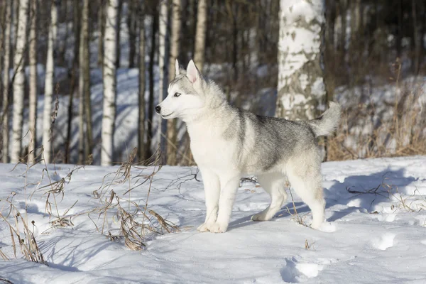 Blue-eyed Siberian Husky puppy — Stock Photo, Image