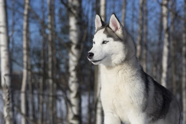 Cucciolo Siberiano Husky dagli occhi azzurri — Foto Stock