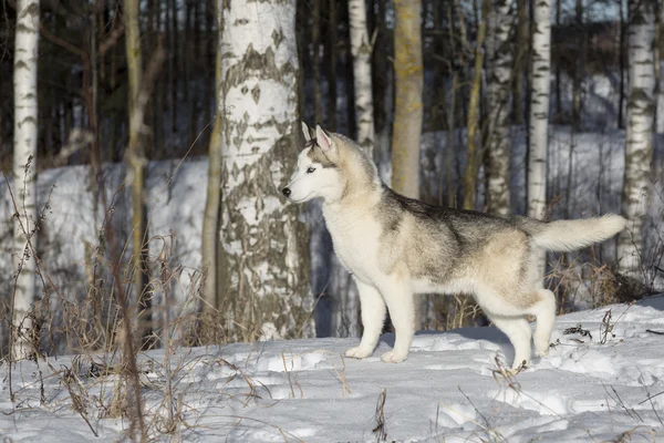 Kék szemű szibériai Husky kiskutya — Stock Fotó