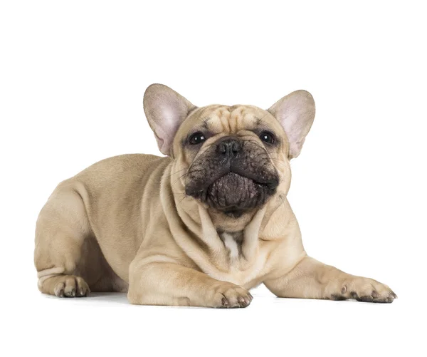 Bulldog francés color cervatillo sobre un fondo blanco —  Fotos de Stock