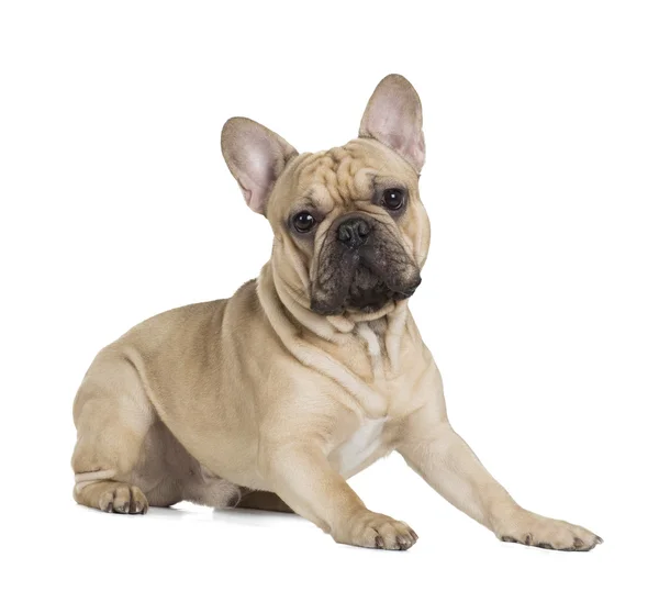 French bulldog fawn color on a white background — Stock Photo, Image