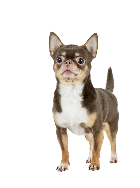 Собака шоколадна чихуахуа — стокове фото