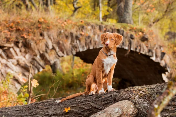 Nova Scotia Pedágio Retriever Parque Outono — Fotografia de Stock