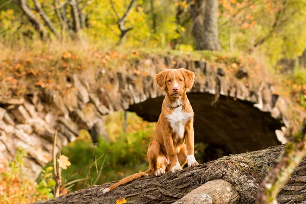 Nova Scotia Duck Tolling Retriever Autumn Park — Stock Photo, Image