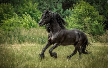 Siyah Frizya atı sonbahar renklerinde bir çayırda dörtnala koşar.
