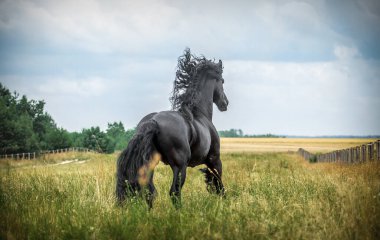 Siyah Frizya atı sonbahar renklerinde bir çayırda dörtnala koşar.