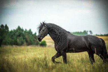 Siyah Frizya atı sonbahar renklerinde bir çayırda dörtnala koşar.