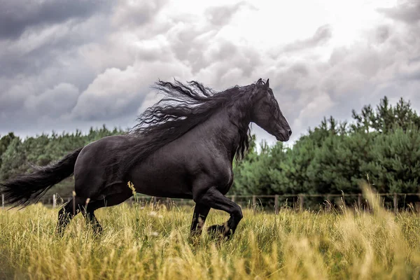 Een Zwart Fries Paard Galoppeert Een Weiland Herfstkleuren — Stockfoto