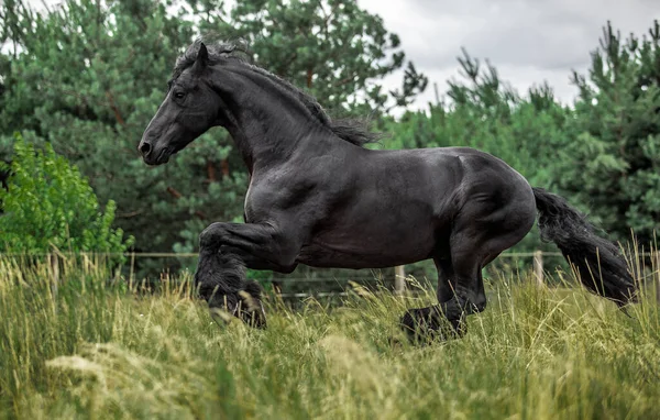 秋の色の草原に黒いフリージアの馬のギャロップ — ストック写真