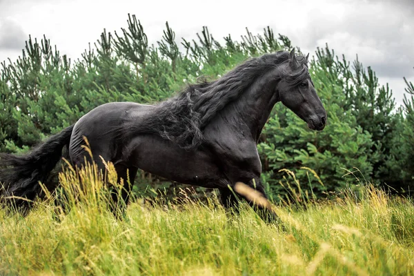 Czarny Fryzyjski Koń Galopuje Łące Jesiennych Kolorach — Zdjęcie stockowe