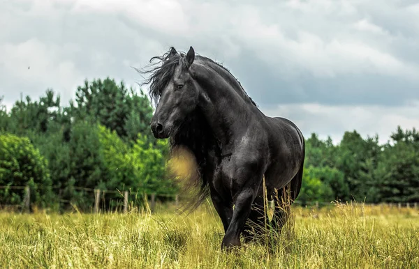 秋の色の草原に黒いフリージアの馬のギャロップ — ストック写真