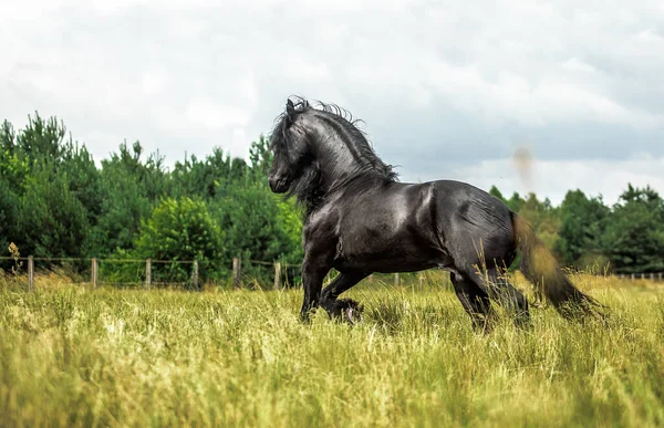 Siyah Frizya Atı Sonbahar Renklerinde Bir Çayırda Dörtnala Koşar — Stok fotoğraf