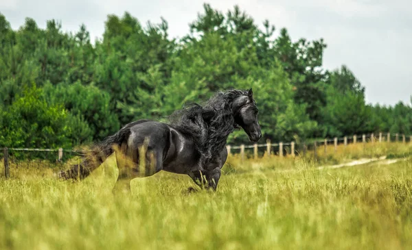 Black Friesian Horse Gallops Meadow Autumn Colors — Stock Photo, Image