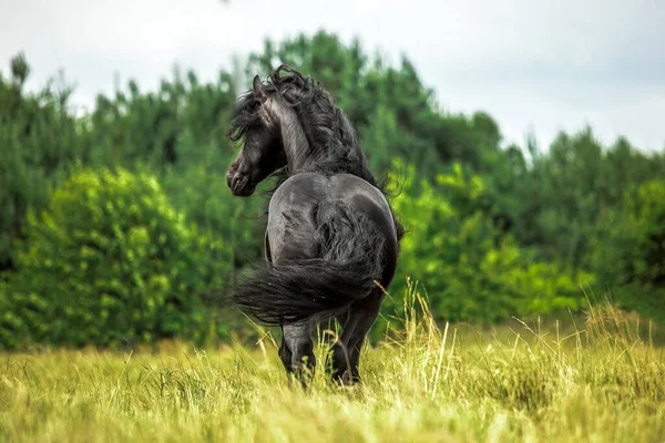 秋の色の草原に黒いフリージアの馬のギャロップ — ストック写真