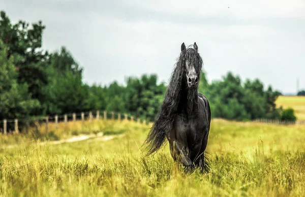 Vetores de Ilustração Vetorial De Um Cavalo Correndo E Pulando Em Cor  Marrom Isolado Em Um Fundo Branco e mais imagens de Agricultura - iStock