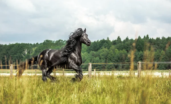 Siyah Frizya Atı Sonbahar Renklerinde Bir Çayırda Dörtnala Koşar — Stok fotoğraf