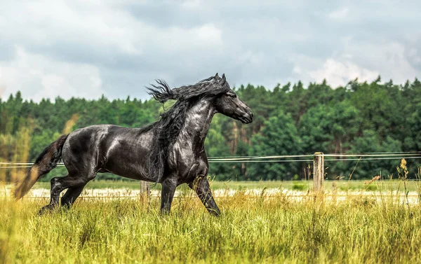 Czarny Fryzyjski Koń Galopuje Łące Jesiennych Kolorach — Zdjęcie stockowe