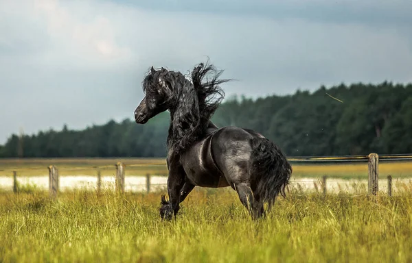 Een Zwart Fries Paard Galoppeert Een Weiland Herfstkleuren — Stockfoto