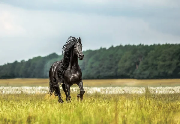 Cheval Friesien Noir Galope Dans Une Prairie Aux Couleurs Automne — Photo