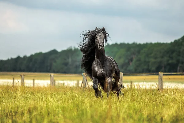 秋の色の草原に黒いフリージアの馬のギャロップ — ストック写真