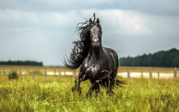 Ένα Μαύρο Friesian Άλογο Καλπάζει Ένα Λιβάδι Χρώματα Του Φθινοπώρου — Φωτογραφία Αρχείου