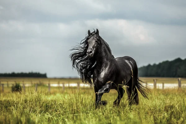 Cavalo Frísio Preto Galopa Prado Nas Cores Outono — Fotografia de Stock