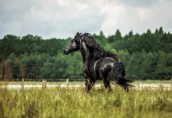 Cavalo Frísio Preto Galopa Prado Nas Cores Outono — Fotografia de Stock