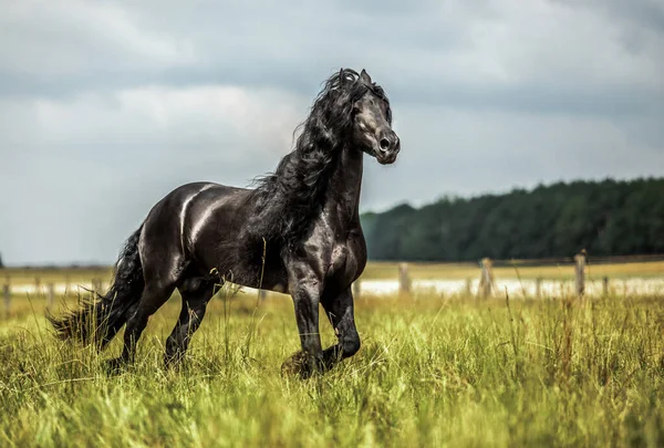 Cavalo Frísio Preto Galopa Prado Nas Cores Outono — Fotografia de Stock