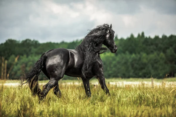 Černý Fríský Kůň Cválá Louce Podzimních Barvách — Stock fotografie