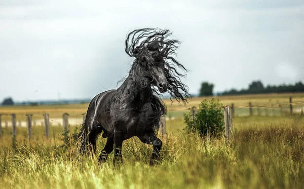 秋の色の草原に黒いフリージアの馬のギャロップ — ストック写真