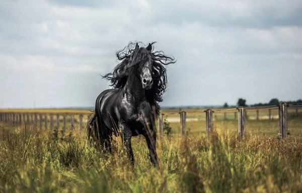 秋の色の草原に黒いフリージアの馬のギャロップ — ストック写真