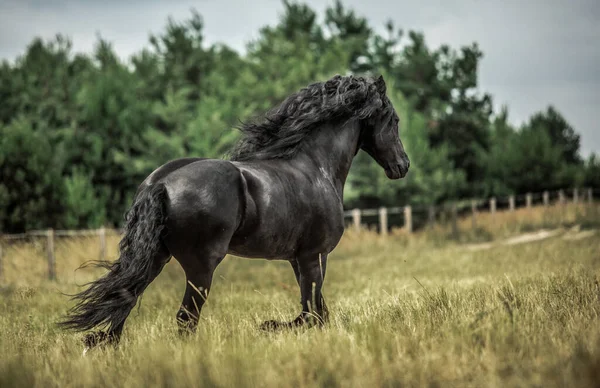 Černý Fríský Kůň Cválá Louce Podzimních Barvách — Stock fotografie