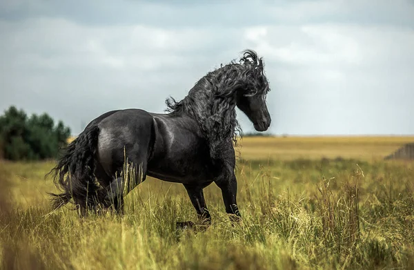 秋の色の草原に黒いフリージアの馬のギャロップ — ストック写真