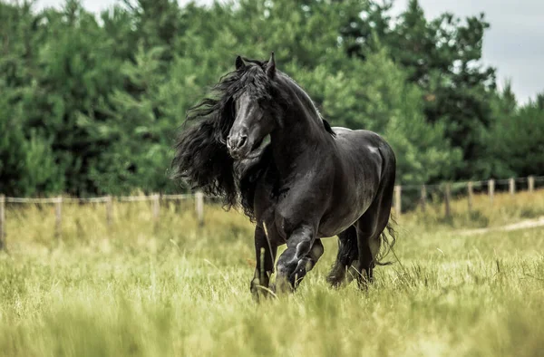 Cavalo Frísio Preto Galopa Prado Nas Cores Outono — Fotografia de Stock