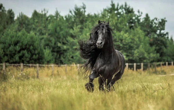 Cavalo Frísio Preto Galopa Prado Nas Cores Outono — Fotografia de Stock