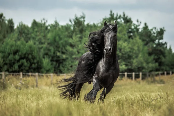 秋の色の草原に黒いフリージアの馬のギャロップ — ストック写真