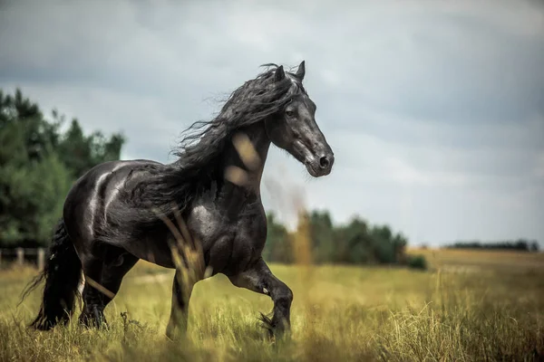 Een Zwart Fries Paard Galoppeert Een Weiland Herfstkleuren — Stockfoto