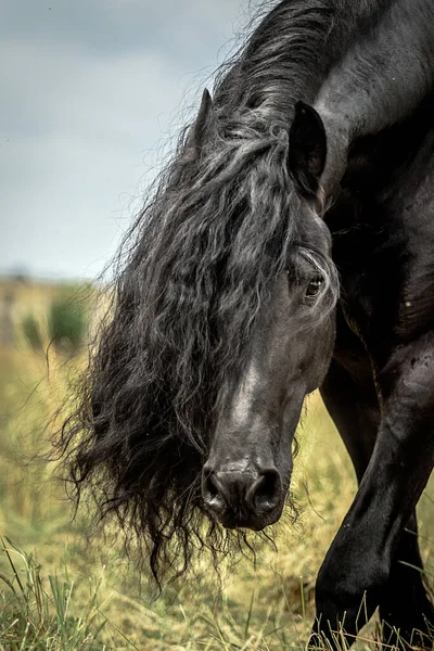 Cavalo Frísio Preto Galopa Prado Nas Cores Outono — Fotografia de Stock