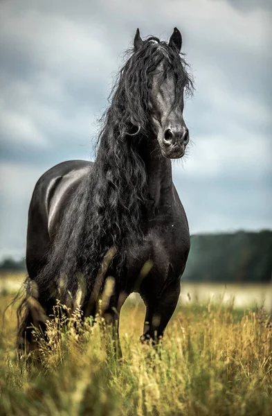 秋の色の草原に黒いフリージアの馬のギャロップ — ストック写真