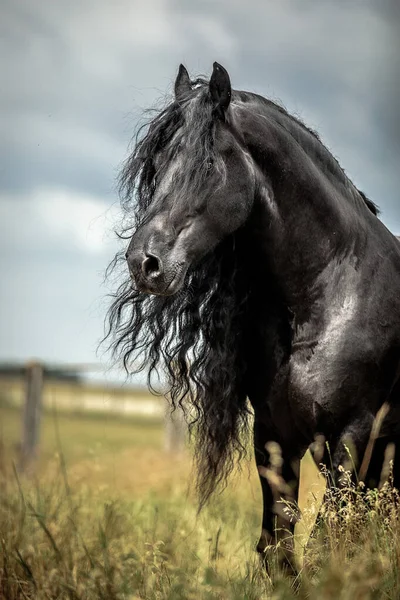 Ένα Μαύρο Friesian Άλογο Καλπάζει Ένα Λιβάδι Χρώματα Του Φθινοπώρου — Φωτογραφία Αρχείου
